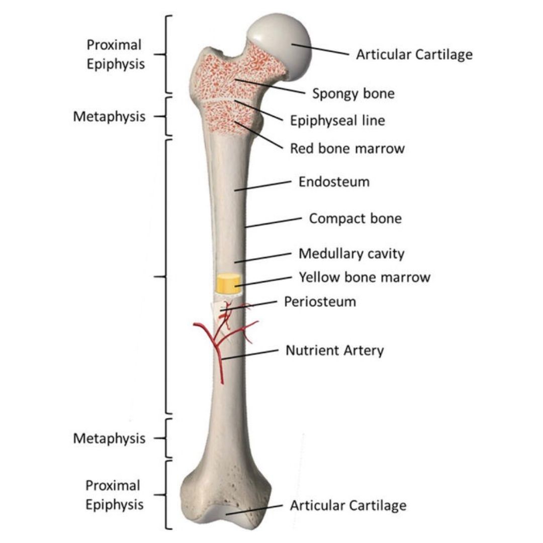 Bone TB